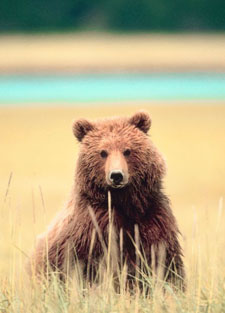 grizzly bear