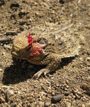 horned toad