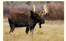wyoming moose